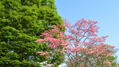 花 山梨市市民体育館 山梨県 DSC_0029