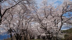 花 勝沼ぶどう郷駅 甲州市 山梨県 DSC02191