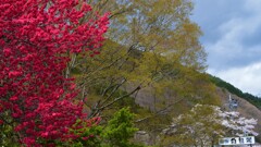 花 三富温泉郷 白龍閣 山梨市 山梨県 DSC_0006