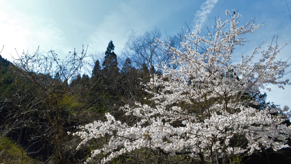 花 乾徳山 登山口 徳和 山梨市 山梨県 DSC_0012
