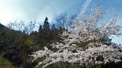 花 乾徳山 登山口 徳和 山梨市 山梨県 DSC_0012