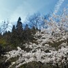 花 乾徳山 登山口 徳和 山梨市 山梨県 DSC_0012