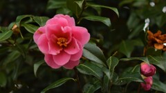 花 広蔵院 山梨市 山梨県 DSC_0046