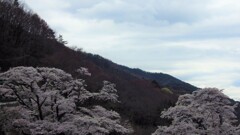 秩父多摩甲斐国立公園 花 山梨市 山梨県 IMGP0046