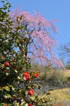 円照寺 桜 牧丘町室伏 山梨市 山梨県