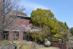 芸術の森公園 桜 山梨県立美術館 文学館 