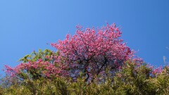 花 山梨市三富下釜口 山梨県 DSC02910