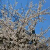 花 乾徳山 登山口 徳和 山梨市 山梨県 DSC_0049