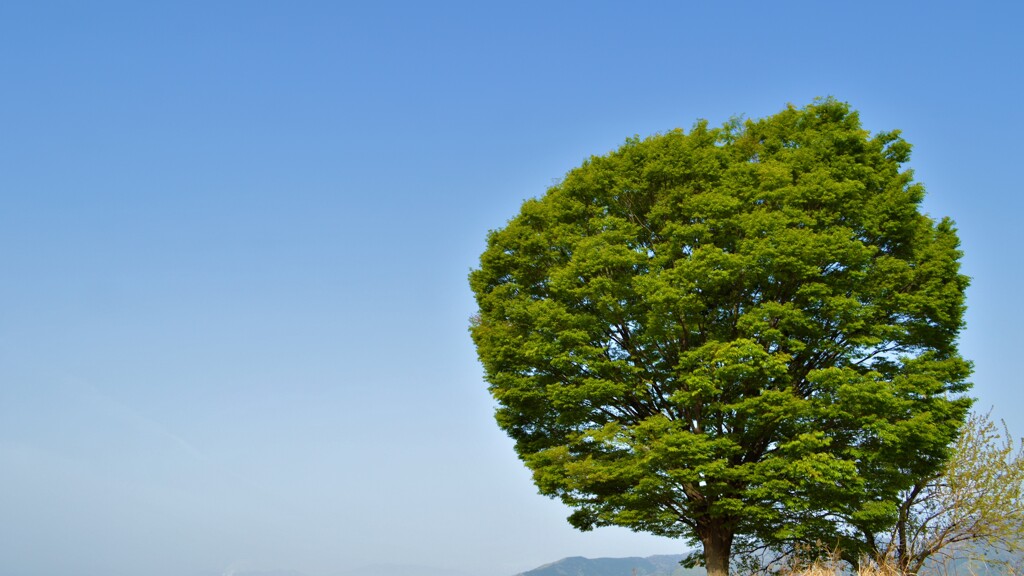 樹木 山梨市市民体育館 山梨県 DSC_0032