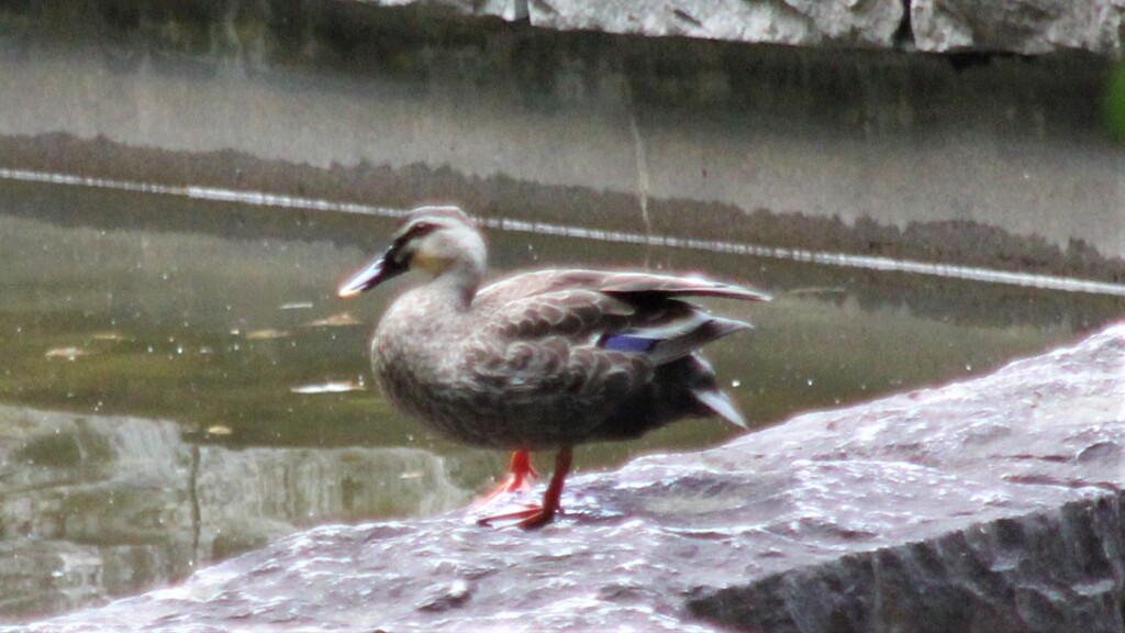 鳥 万力公園 万葉の森 山梨市 山梨県 MG_4038