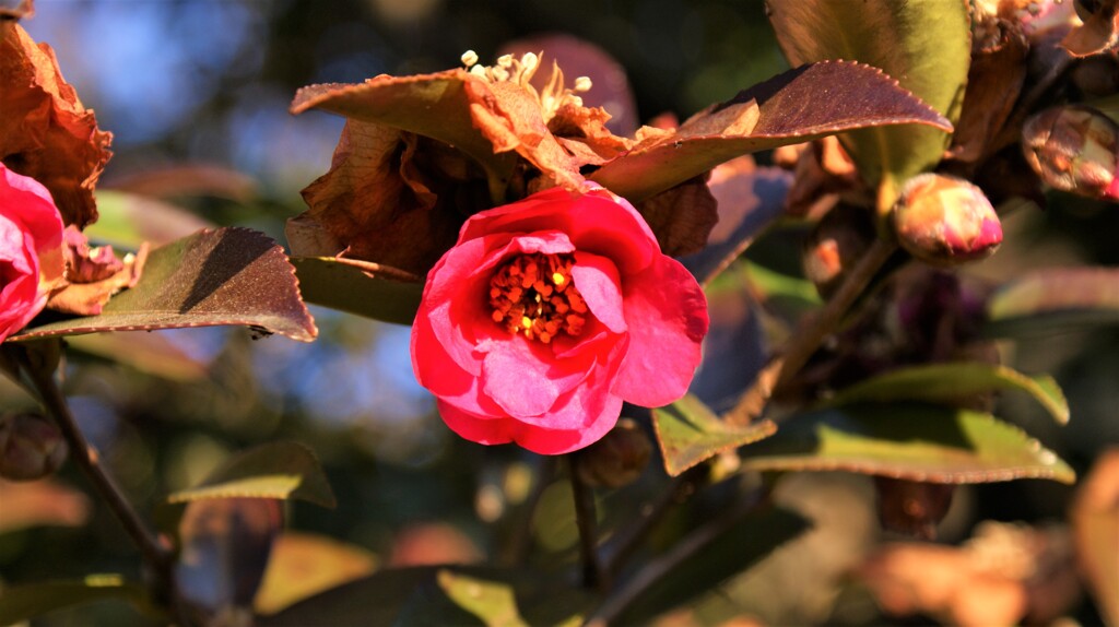 山梨市民総合体育館 山梨市上石森 山梨県 DSC07473