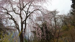 花 広蔵院 山梨市 山梨県 DSC_0037