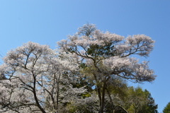 牧丘町 秩父多摩甲斐国立公園 山梨市 山梨県