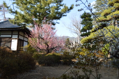 甲斐善光寺 甲府市 山梨県