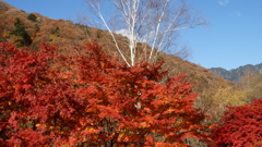 紅葉 破風山 道の駅 三富 山梨市 DSC06101