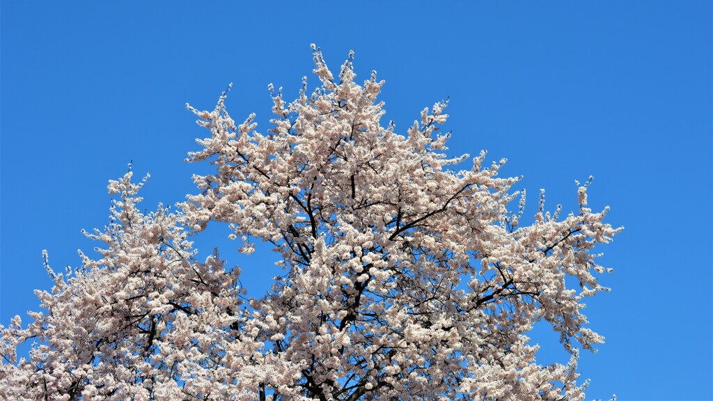 花 甲州市 山梨県 DSC_0022