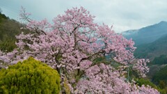 花 広蔵院 山梨市 山梨県 DSC_0034