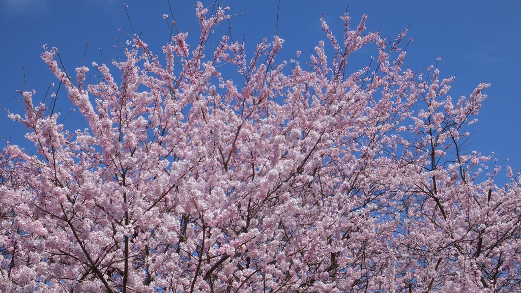 塩山藤木 甲州市 山梨県