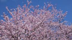 塩山藤木 甲州市 山梨県