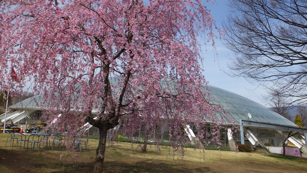 山梨県笛吹川フルーツ公園 山梨市 山梨県