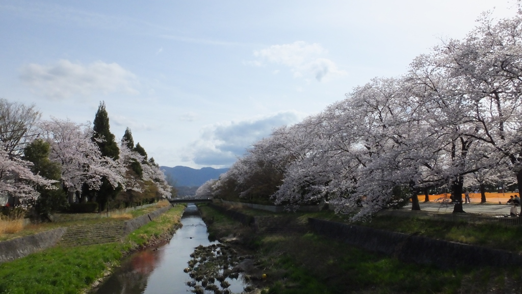 小瀬スポーツ公園 桜の名所 甲府市 山梨県