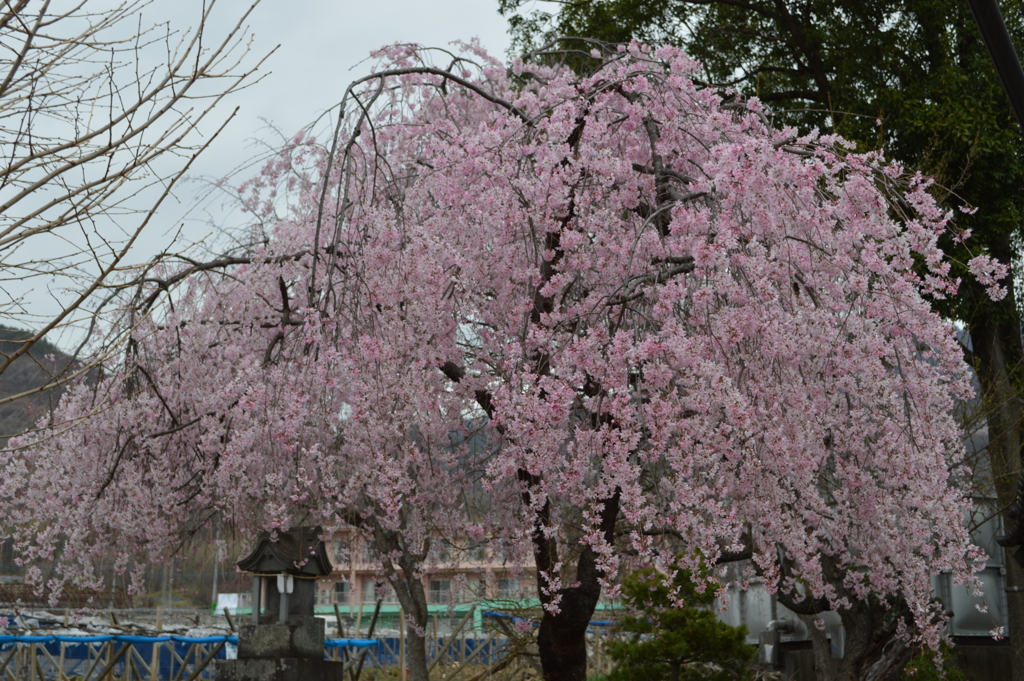 八幡神社 櫻 甲府市横根町 山梨県