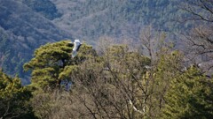 鳥 万力公園 山梨市 山梨県 DSC00153