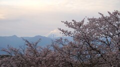 富士山 笛吹川フルーツ公園 山梨市 山梨県 DSC05572