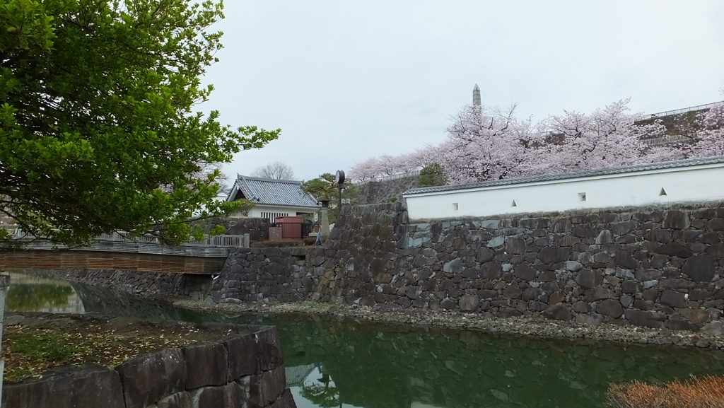 舞鶴城 櫻 甲府市 山梨県
