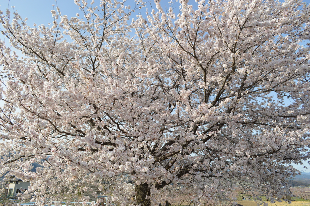 桜の名所 笛吹川 笛吹市 山梨県