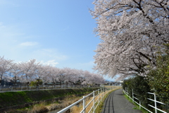 貢川 桜の名所 甲府市 山梨県