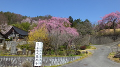 円照寺 桜 牧丘町室伏 山梨市 山梨県