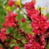 花 山梨市 山梨県 DSC01977