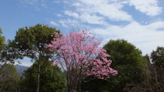 山梨県笛吹川フルーツ公園 山梨市 山梨県