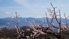 富士山 花 フルーツ公園 山梨市 山梨県 DSC01662 