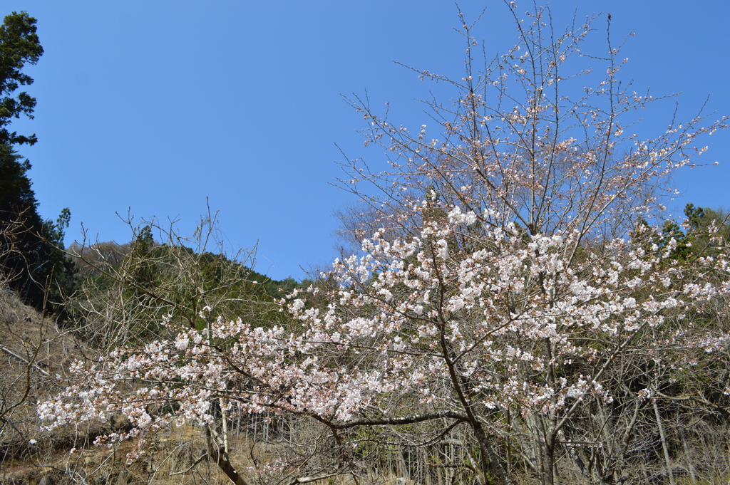 乾徳山 三富徳和 秩父多摩甲斐国立公園 山梨市 山梨県