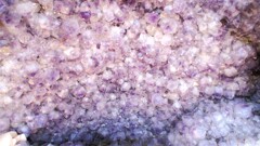 ハーブ庭園 夢日記 勝沼庭園 甲州市 山梨県 DSC06108