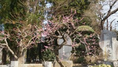 花の寺 放光寺 甲州市 塩山 藤木 山梨県 DSC08126