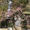 花の寺 放光寺 甲州市 塩山 藤木 山梨県 DSC08126