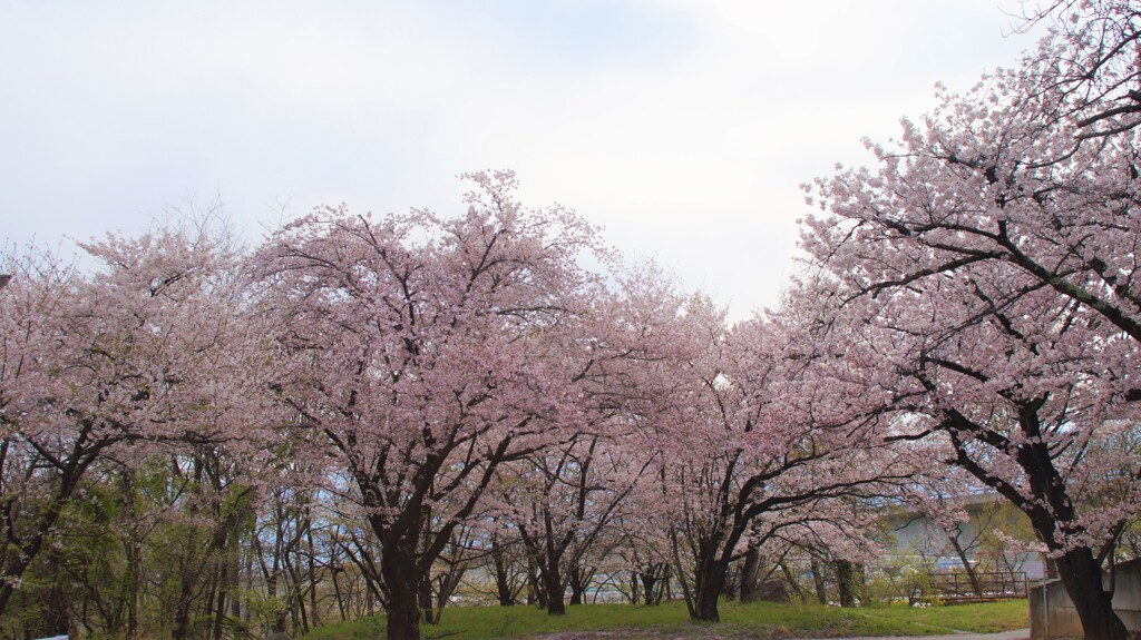 桜 甲斐市 山梨県 DSC02887