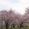 桜 甲斐市 山梨県 DSC02887
