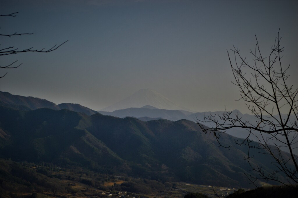 座禅草 ざぜんそう 小倉山 玉宮 甲州市塩山竹森 山梨県