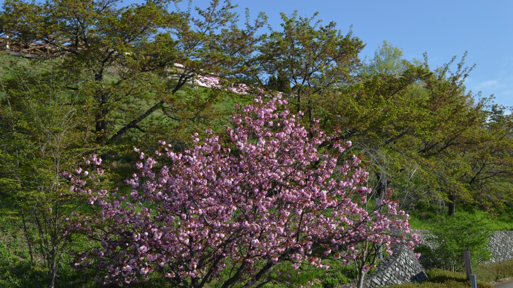 花 フルーツ公園 山梨市 山梨県 DSC_0021