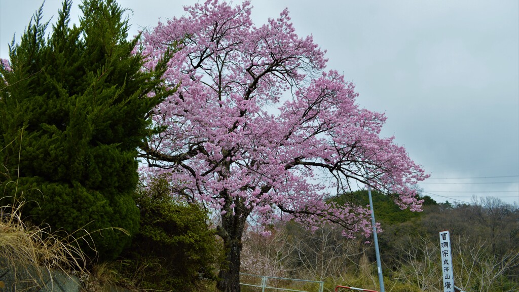 日本の風景 花 広蔵院 山梨市 山梨県 DSC_0029