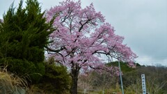 日本の風景 花 広蔵院 山梨市 山梨県 DSC_0029