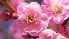 花 花鳥山 笛吹市八代町 山梨県 DSC01179