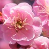 花 花鳥山 笛吹市八代町 山梨県 DSC01179