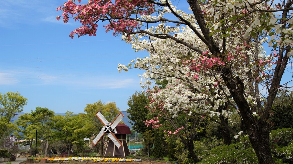 花 ハーブ庭園夢日記 甲州市 山梨県 DSC03078