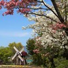 花 ハーブ庭園夢日記 甲州市 山梨県 DSC03078