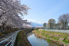 貢川 桜の名所 甲府市 山梨県